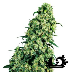 Sensi Seeds - Skunk 1 - Semi femminizzati