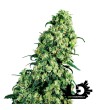 Sensi Seeds - Skunk 1 - Feminized Seeds