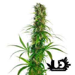 Sensi Seeds - Michka (Limited Edition) - Semi femminizzati