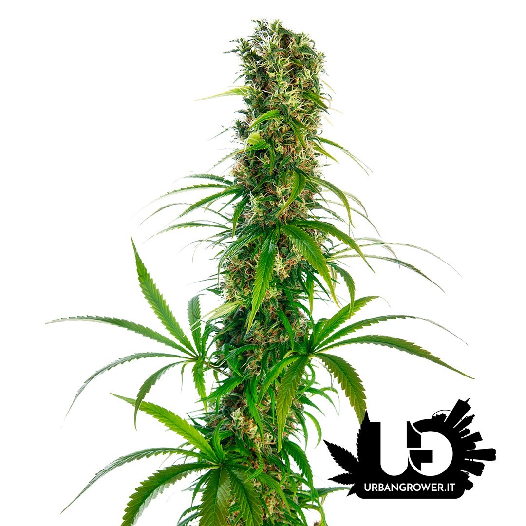 Sensi Seeds - Michka (Limited Edition) - Feminized Seeds