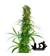 Sensi Seeds - Michka (Limited Edition) - Feminized Seeds