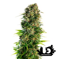 Sensi Seeds - Hindu Kush - Autoflowering Seeds