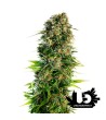 Sensi Seeds - Hindu Kush - Autoflowering Seeds