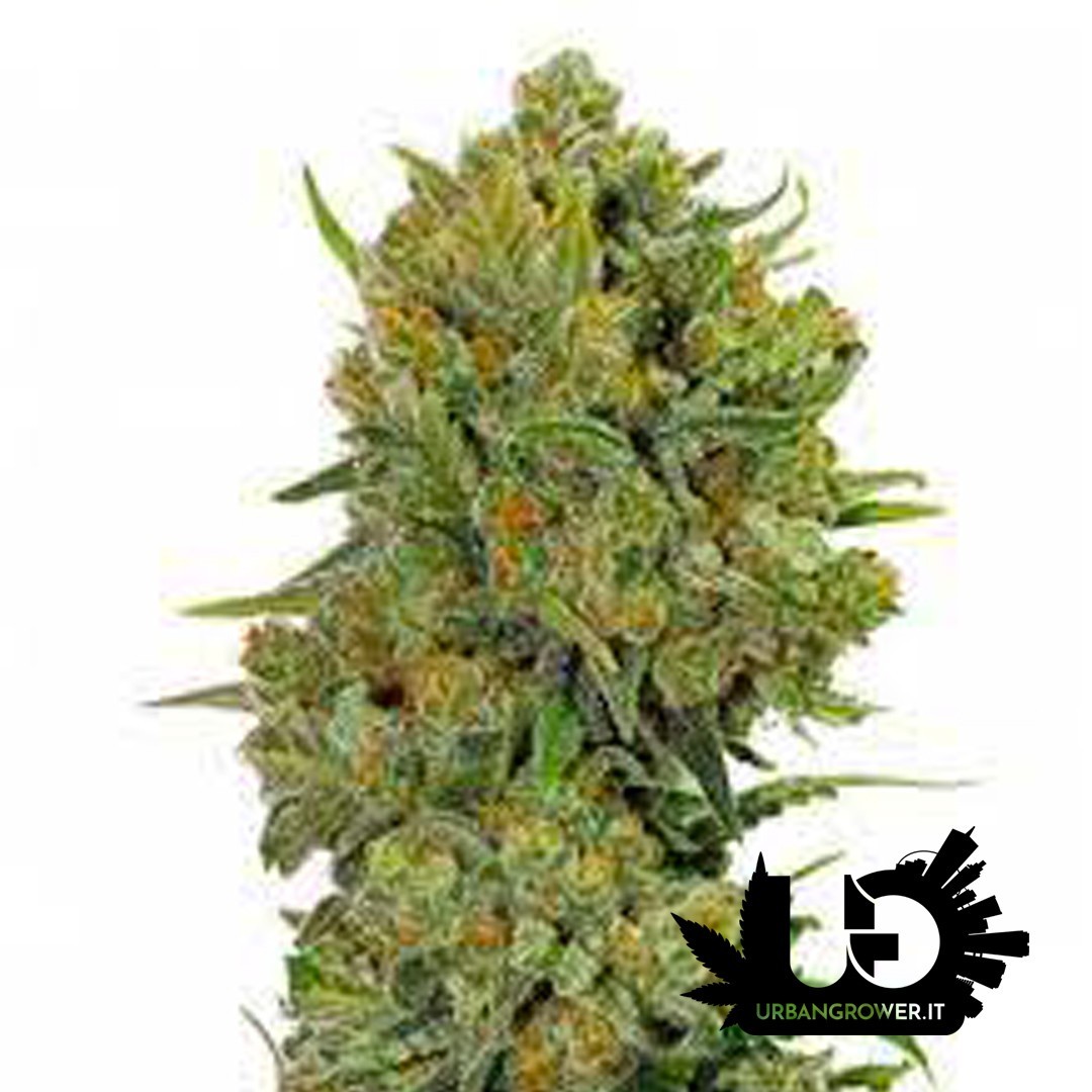 Guru Plant - Blue Oregon - Feminized seeds with wooden box