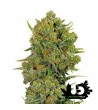 Guru Plant - Blue Oregon - Feminized seeds with wooden box