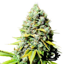 Super Sativa Seed Club - Kosher Haze - Feminized Seeds