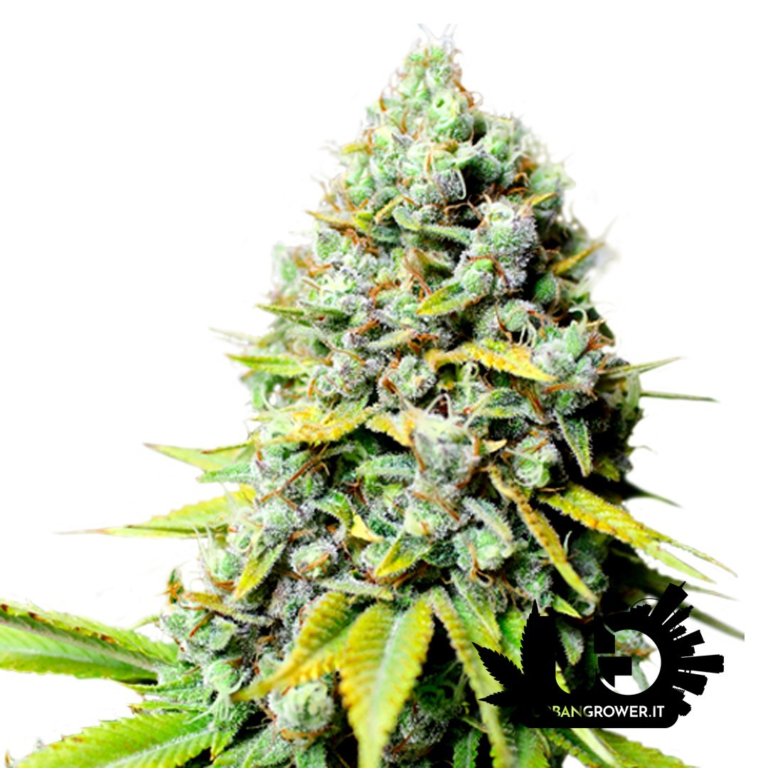 Super Sativa Seed Club - Kosher Haze - Feminized Seeds