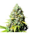 Super Sativa Seed Club - Kosher Haze - Feminized Seeds