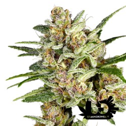 Super Sativa Seed Club - Super Mad Sky Floater - Feminized Seeds