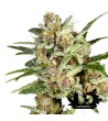 Super Sativa Seed Club - Super Mad Sky Floater - Feminized Seeds