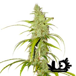 Super Sativa Seed Club - Auto Creeper - Semi femminizzati