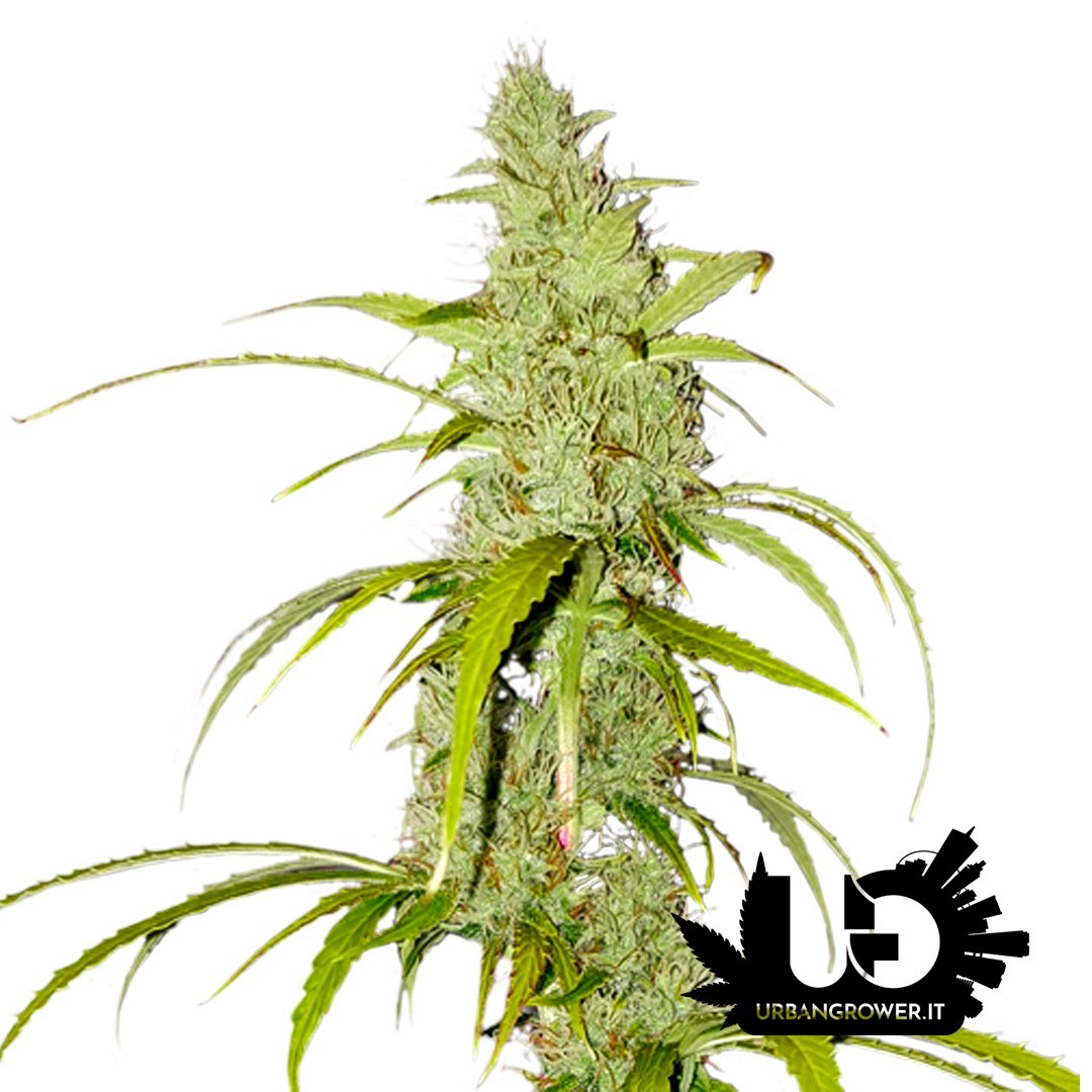 Super Sativa Seed Club - Auto Creeper - Feminized Seeds