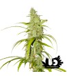 Super Sativa Seed Club - Auto Creeper - Feminized Seeds