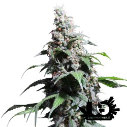 Super Sativa Seed Club - Pineapple Poison- Semi femminizzati