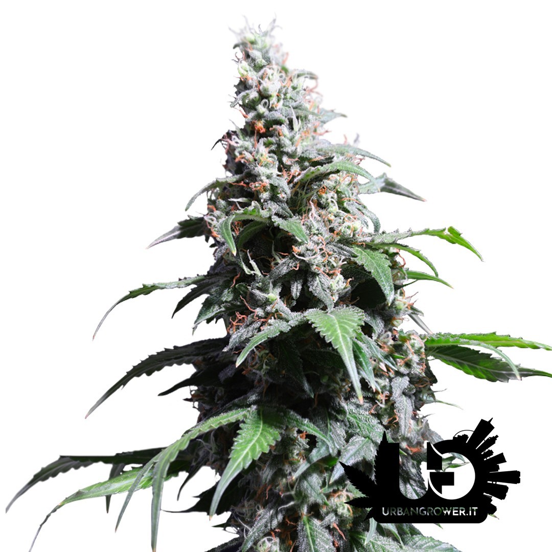 Super Sativa Seed Club - Pineapple Poison- Feminized seeds