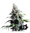 Super Sativa Seed Club - Pineapple Poison- Semi femminizzati