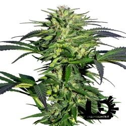 Sensi Seeds - Redux - Durban - Feminized Seeds