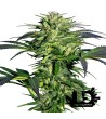 Sensi Seeds - Redux - Durban - Feminized Seeds