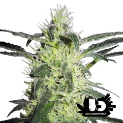 Sensi Seeds - Silver Haze - Semi femminizzati