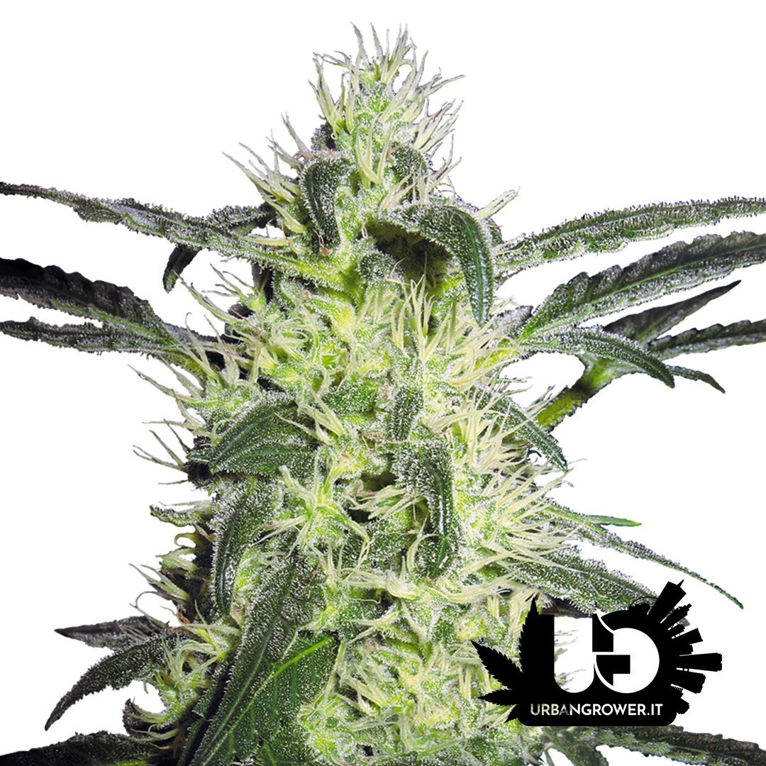 Sensi Seeds - Silver Haze - 3 Feminized Seeds