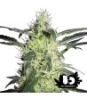 Sensi Seeds - Silver Haze - 3 Feminized Seeds