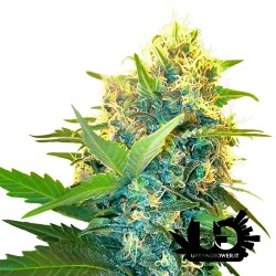 Sensi Seeds - Research - Double Kush Cake - Semi femminizzati