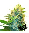 Sensi Seeds Research - Double Kush Cake - Feminized Seeds