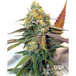 DSP Genetics - Platinum Cookies - Semi femminizzati