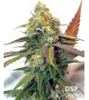 DSP Genetics - Platinum Cookies - Semi femminizzati