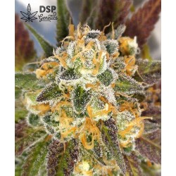 DSP Genetics - Platinum Cookies - Semi femminizzati