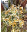 DSP Genetics - Platinum Cookies - Feminized seeds