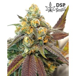 DSP Genetics - Platinum Cookies - Feminized seeds