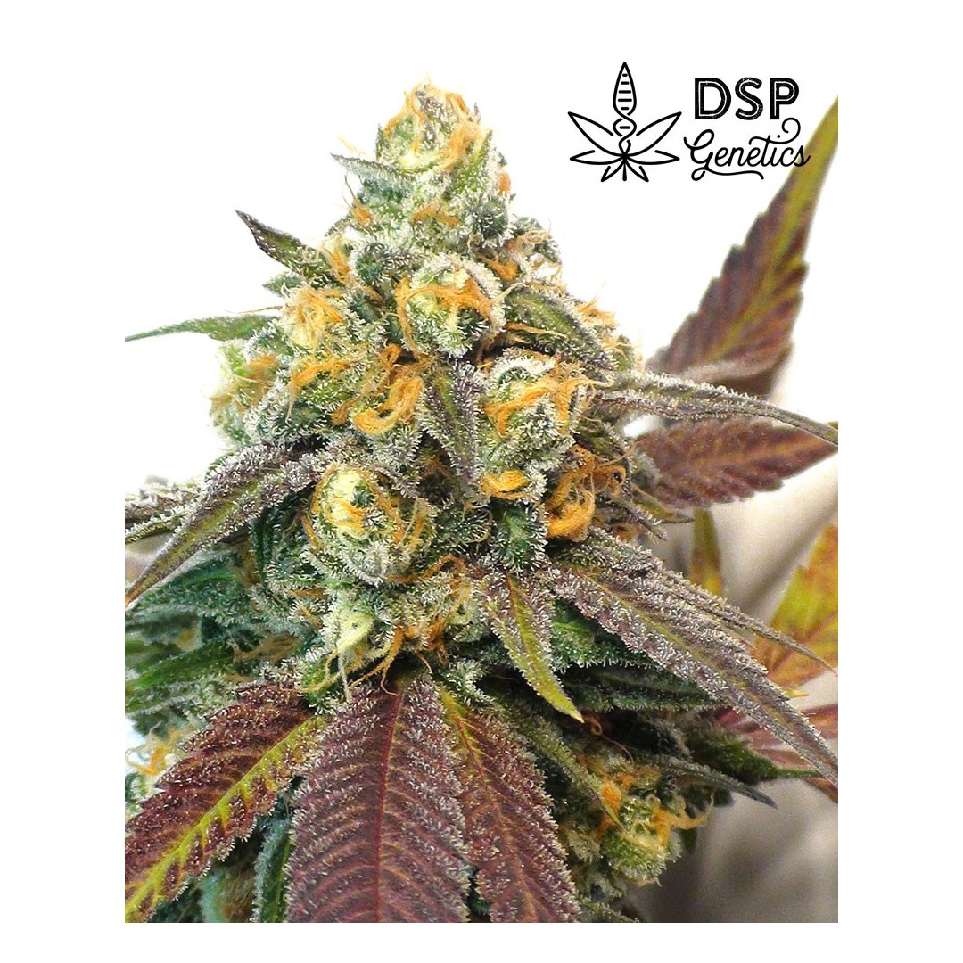 DSP Genetics - Platinum Cookies - Semi femminizzati