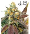 DSP Genetics - Platinum Cookies - Semi femminizzati