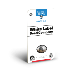 White Label - Master Kush - Autoflowering Seeds