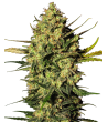 White Label - Master Kush - Semi autofiorenti