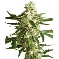 White Label - White Diesel Haze - Semi autofiorenti femminizzati