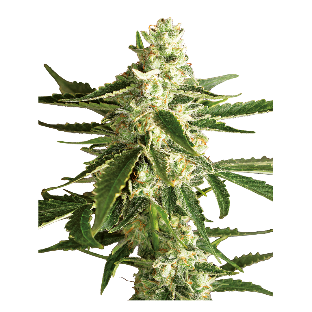 White Label - White Diesel Haze - Feminized autoflowering seeds