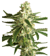 White Label - White Diesel Haze - Feminized autoflowering seeds