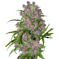 White Label - Purple Bud - Feminized autoflowering seeds