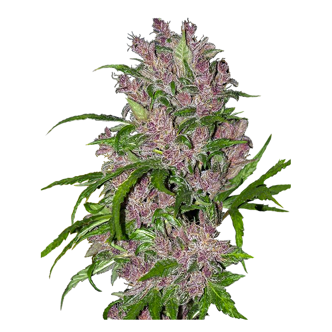 White Label - Purple Bud - Feminized autoflowering seeds