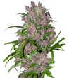 White Label - Purple Bud - Feminized autoflowering seeds